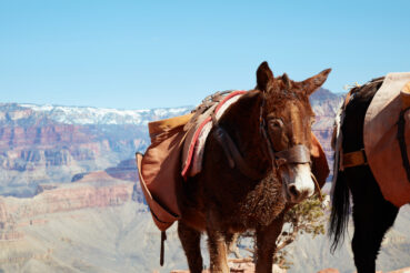 Picture of Donkey at the Grand Canyon, AZ