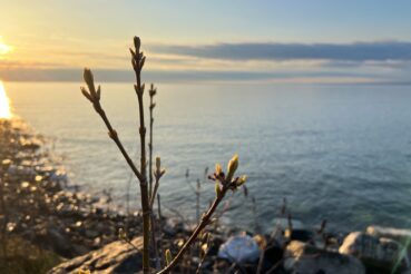 Picture of spring tree buds at sunrise