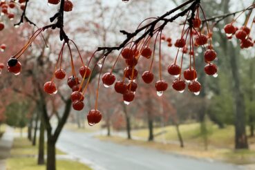 Picture of tree with winter berries