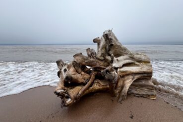 Picture of a stump on the beach