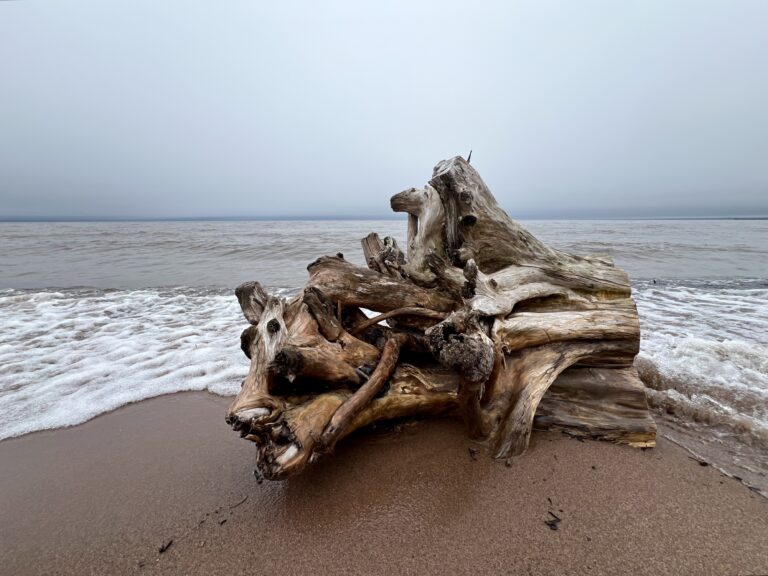 Picture of a stump on the beach