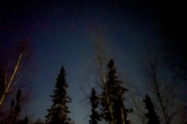 Image of the forest with start in the sky at night