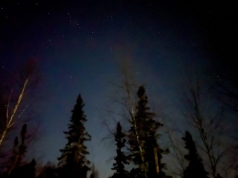 Image of the forest with start in the sky at night