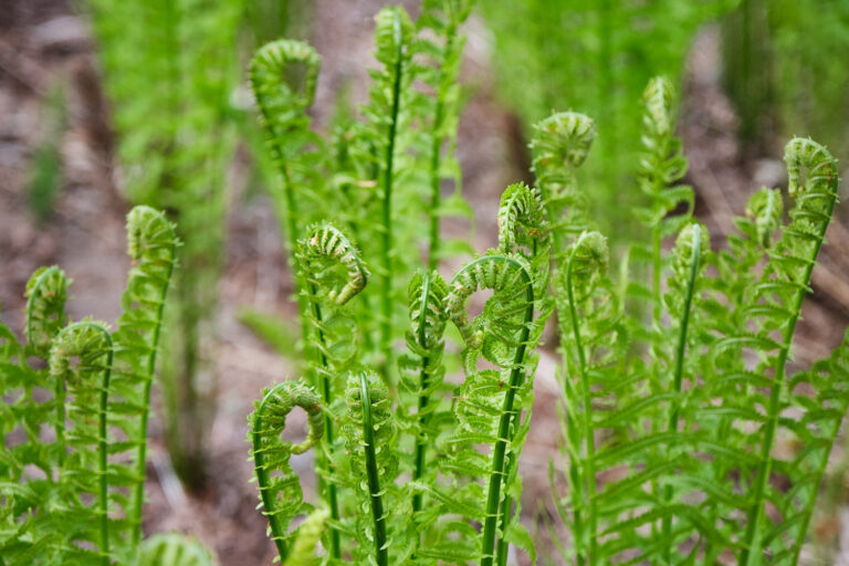 picture of fiddlehead ferns